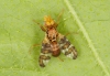 Goniglossum wiedemanni male 2 Copyright: Peter Harvey