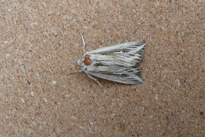 L-album Wainscot Copyright: Peter Cooper