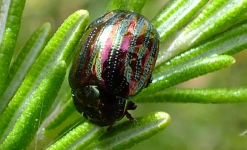 Rosemary Beetle with deformed elytra Copyright: Peter Pearson