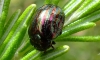 Rosemary Beetle with deformed elytra Copyright: Peter Pearson