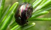 Rosemary Beetle with deformed elytra