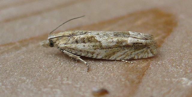 Eucosma tripoliana Copyright: Stephen Rolls