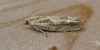 Eucosma tripoliana