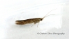 Coleophora binderella GD 