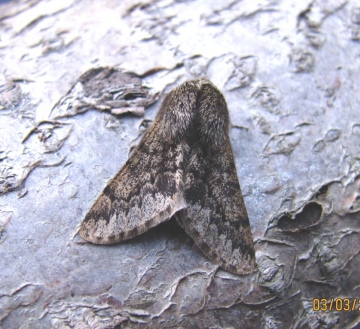 Small Brindled Beauty 3 Copyright: Graham Smith