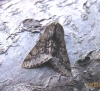 Small Brindled Beauty 3 