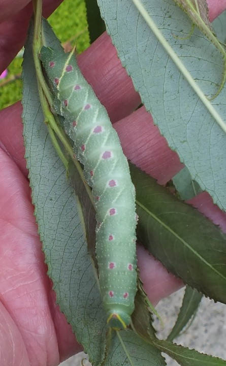 Poplar Hawk-moth (caterpillar) Copyright: Peter Pearson