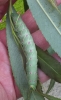 Poplar Hawk-moth (caterpillar) 