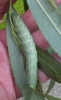 Poplar Hawk-moth (caterpillar) Copyright: Peter Pearson