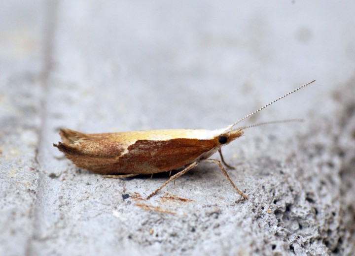 Ypsolopha dentella 1 Copyright: Ben Sale