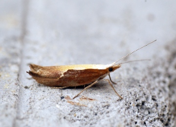 Ypsolopha dentella 1 Copyright: Ben Sale