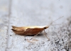 Ypsolopha dentella 1 Copyright: Ben Sale