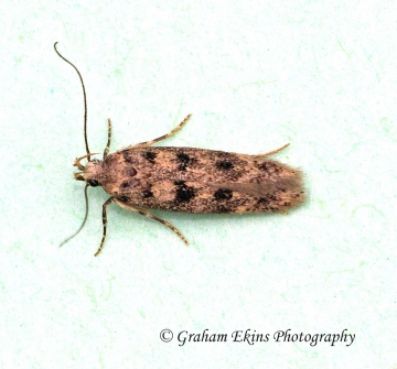 Bryotropha domestica 6 Copyright: Graham Ekins