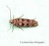 Bryotropha domestica 6 Copyright: Graham Ekins