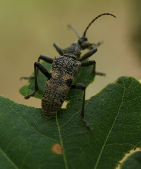 Rhagium mordax 2 Copyright: Robert Smith