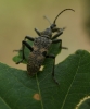 Rhagium mordax 2 Copyright: Robert Smith