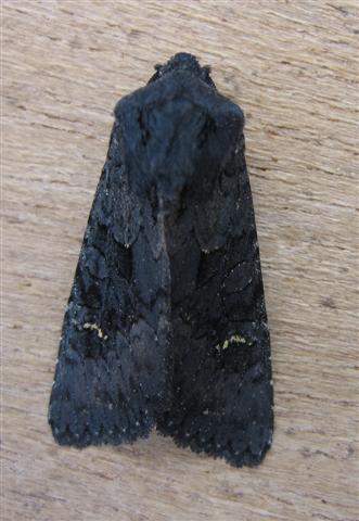 Black Rustic Copyright: Stephen Rolls