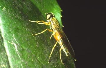 Sargus bipunctatus Copyright: Peter Harvey