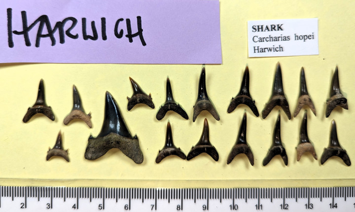 Seventeen fossil sharks teeth Carcharias hopei Lower Eocene Copyright: William George