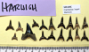 Seventeen fossil sharks teeth Carcharias hopei Lower Eocene 