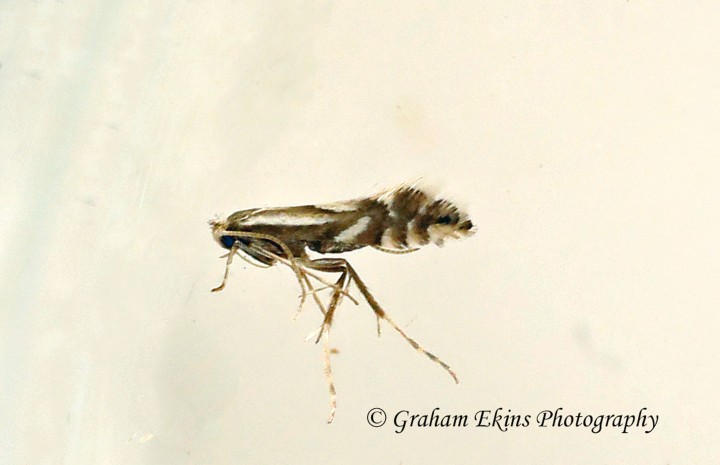 Phyllonorycter rajella GD Copyright: Graham Ekins