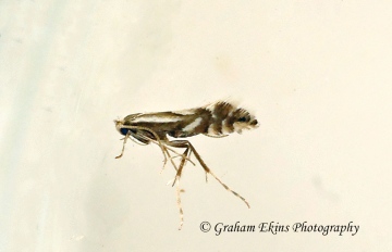Phyllonorycter rajella GD Copyright: Graham Ekins