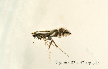 Phyllonorycter rajella GD Copyright: Graham Ekins