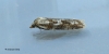 Cnephasia longana  female 2 