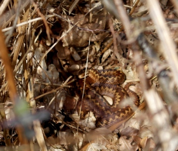 Female adder Copyright: Ian Bradley