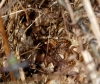 Female adder 