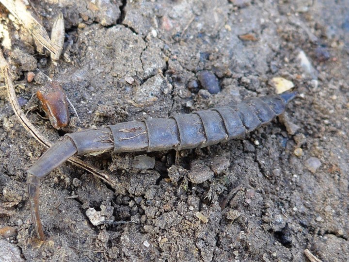 Mystery Insect 3 Copyright: Graham Smith