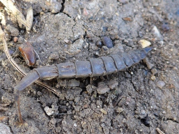 Mystery Insect 3 Copyright: Graham Smith