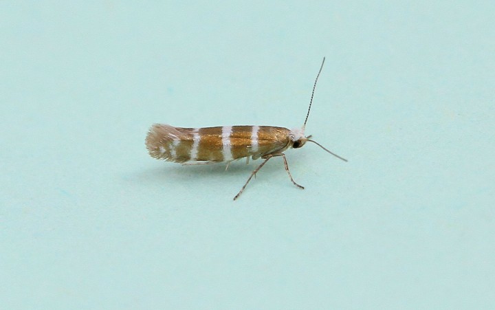 Argyresthia trifasciata 2 Copyright: Graham Ekins