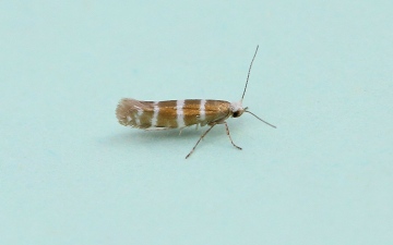 Argyresthia trifasciata 2 Copyright: Graham Ekins