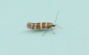 Argyresthia trifasciata 2