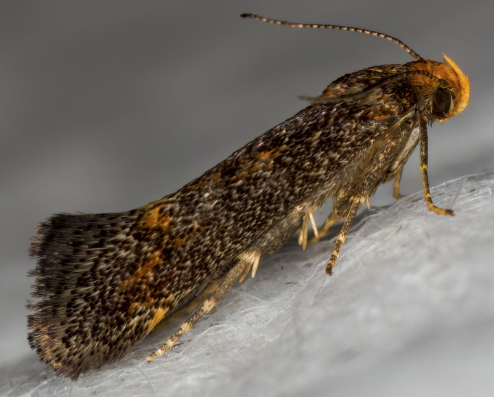 Apodia bifractella Copyright: Bill Crooks