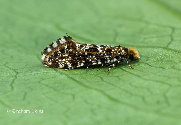 Triaxomera parasitella 3 Copyright: Graham Ekins