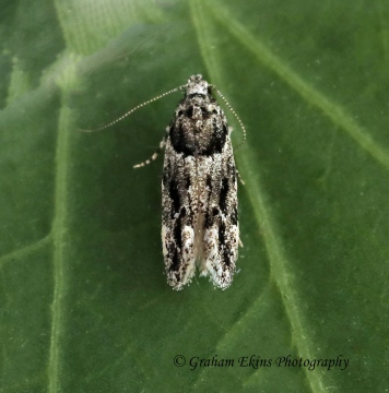 Recurvaria nanella 2 Copyright: Graham Ekins