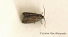 Neosphaleroptera nubilana  (GD)