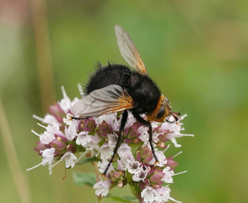 Tachina grossa Copyright: Roger Payne