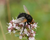 Tachina grossa Copyright: Roger Payne