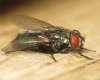 Protocalliphora azurea female 20160417-5337