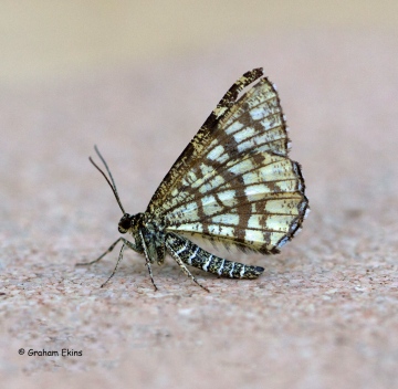 Chiasmia clathrata  Latticed Heath 2 Copyright: Graham Ekins