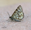 Chiasmia clathrata  Latticed Heath 2