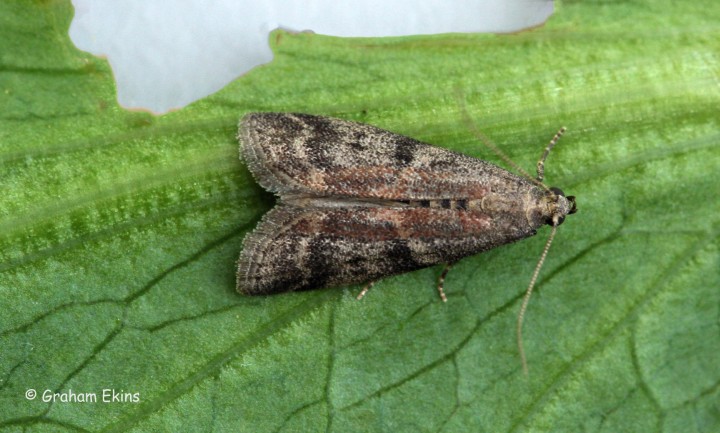 Ephestai unicolorella ssp woodiella 3 Copyright: Graham Ekins