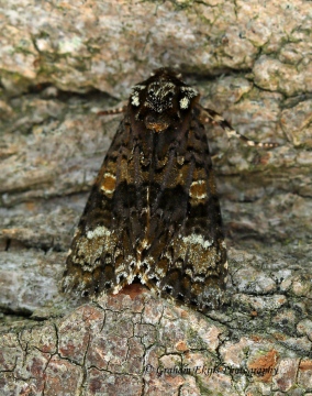 Craniophora ligustri Coronet Copyright: Graham Ekins