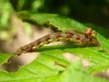 Mottled umber larva 