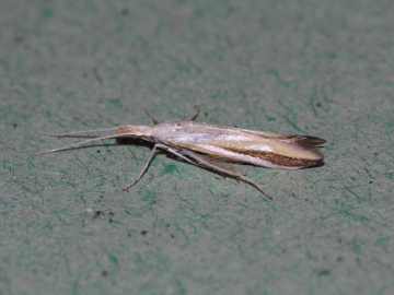 Coleophora conspicuella Copyright: Peter Furze