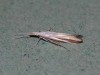 Coleophora conspicuella Copyright: Peter Furze