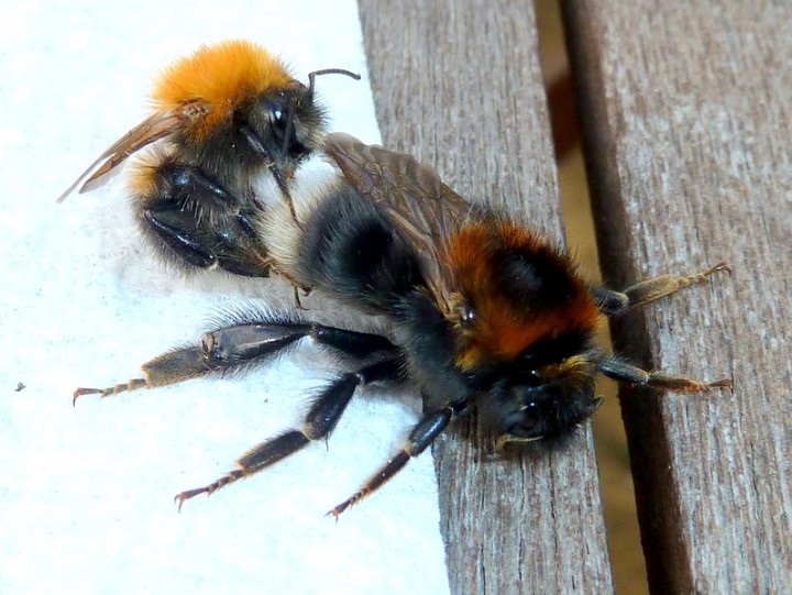 Bombus Hypnorum mating Copyright: Pauline Hollingsworth